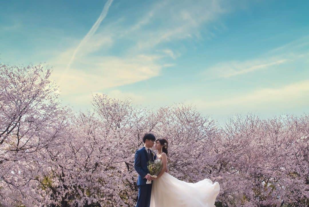 スタジオアクア浅草店さんのインスタグラム写真 - (スタジオアクア浅草店Instagram)「富士  地元の方からすると、"慣れ親しんだ近所の公園"という所も、意外と素晴らしい撮影スポットだったりするものです。  昨年の4月5日の静岡県富士市の某公園では、こんなに桜が咲き誇り、撮影終了間近にはシャイな富士山もチラっと顔を見せてくれました。  そう、富士さんはShyなんです。だから、雲に隠れて見えなくても、怒らないであげてください。 だって、彼が怒ったら日本は大変な事になりますから。  shot by koike hiroshi @koike.deco.ph  supported by  @marina.deco.hm  ご指名のご相談はお早めに🐕﻿ ﻿ - - - - - - - - - - - - - - - - - - - - - - -⠀﻿ デコルテフォトグループ公式アカウント⠀﻿ 👉 @decollte_weddingphoto ﻿ - - - - - - - - - - - - - - - - - - - - - - -⠀﻿ 🤵🏻オンライン相談会ご予約受付中👰🏻⠀﻿ スタジオAQUAのスタッフにオンライン相談が出来るようになりました。⠀﻿ 希望の日時を予約するだけでOK！⠀﻿ オンライン限定の特典もございます。ぜひお気軽にご利用くださいませ！⠀﻿ ⠀﻿ #wedding #bridal⠀﻿ #weddingphoto⠀﻿ #ウェディング⠀﻿ #ブライダル⠀﻿ #ブライダルフェア⠀﻿ #ウェディングフォト⠀﻿ #結婚式#結婚写真⠀﻿ #前撮り#後撮り⠀﻿ #撮る結婚式⠀﻿ #家族撮影﻿ #スタジオ撮影﻿ #結婚式準備⠀﻿ #風神雷神﻿ #2020夏婚﻿ #2020秋婚 ﻿ #プレ花嫁#卒花嫁⠀﻿ #ウェディングドレス⠀﻿ #ヘアメイク⠀﻿ #日本中の花嫁さんと繋がりたい⠀﻿ #日本中のプレ花嫁さんと繋がりたい」2月26日 20時59分 - studioaqua_asakusa