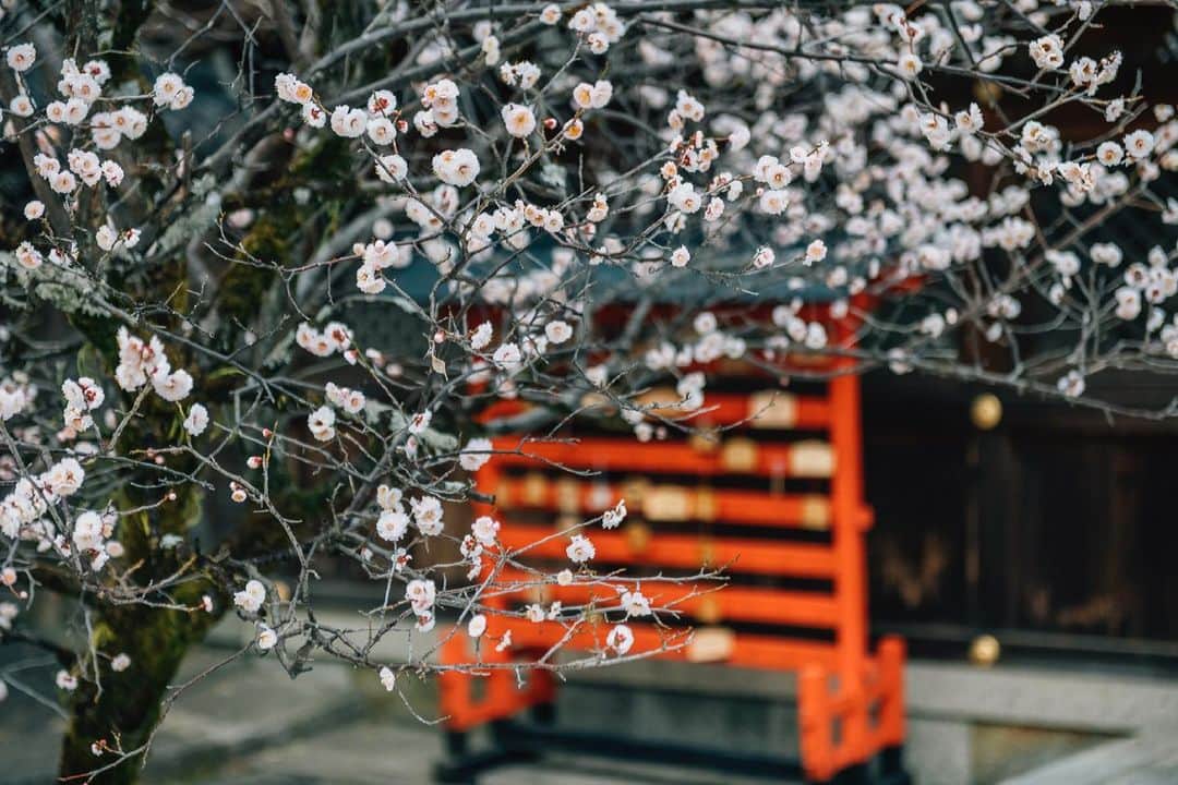京都いいとこフォトさんのインスタグラム写真 - (京都いいとこフォトInstagram)「. 今宮神社本社前に咲く梅の花。 . Plum blossoms are in bloom in front of the main shrine of Imamiya Shrine. .​ Date : 2021.2.25 Location : #今宮神社​ #imamiyashrine Photo : @kohei713 .」2月26日 20時52分 - kyoto_iitoko