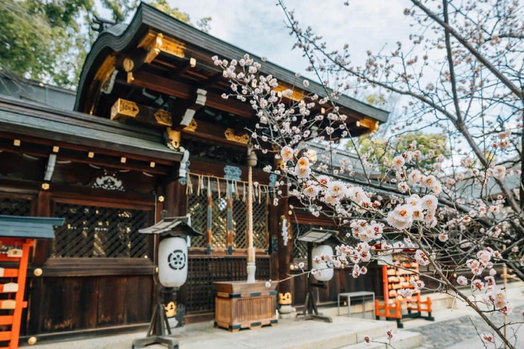 京都いいとこフォトのインスタグラム：「. 今宮神社本社前に咲く梅の花。 . Plum blossoms are in bloom in front of the main shrine of Imamiya Shrine. .​ Date : 2021.2.25 Location : #今宮神社​ #imamiyashrine Photo : @kohei713 .」