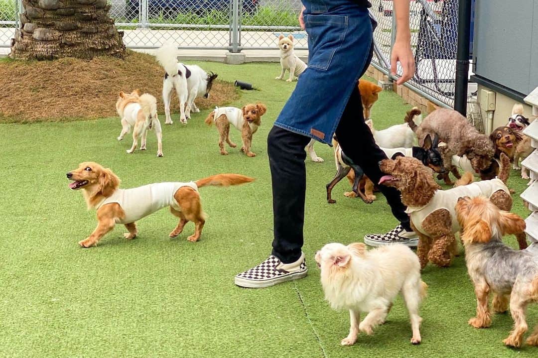 のインスタグラム：「【人と犬との暮らしを応援するWEBマガジン「WanTime/わんタイム」が創刊！】 犬の困ったを解決できる辞典「わんちゃん辞典」、保護犬や保護団体についての理解を深める記事など盛り沢山の内容をお届けします🐶 @wantime_media  camp-fire.jpにて「WanTime/わんタイム」で検索🔎 #campfire #campfire_cf #campfire_crowdfunding #キャンプファイヤー #クラウドファンディング #WEBマガジン #犬 #保護犬 #犬好きな人と繋がりたい」