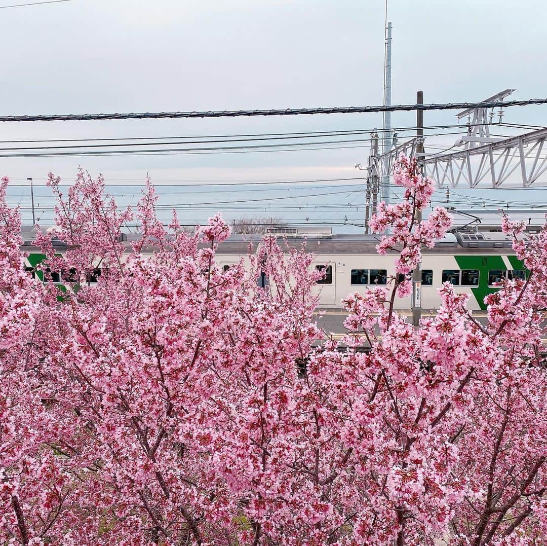 Hilton Odawara Resort & Spaさんのインスタグラム写真 - (Hilton Odawara Resort & SpaInstagram)「曇り空でも綺麗に見えました! おかめ桜が満開🌸 季節は巡っていますね・ 良い春になりますように(๑˃̵ᴗ˂̵) ・ ・ #staysafe #staywarm #thankyou」2月26日 21時09分 - hiltonodawara