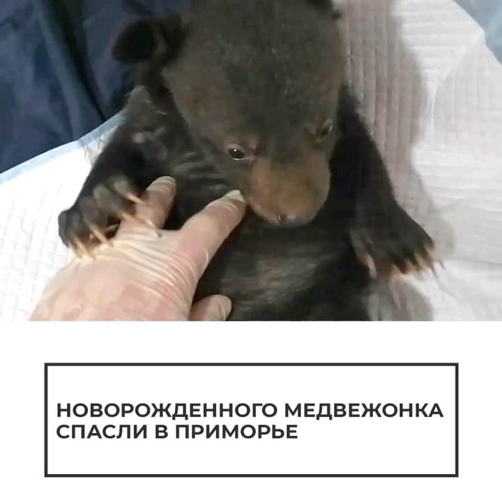 RIAノーボスチのインスタグラム：「В Приморье выхаживают оставшегося без матери медвежонка. Медведица напала на человека, ранила его и убежала, оставив детеныша. Из-за того, что малыш родился, когда она находилась в спячке, у животного не успел выработаться материнский инстинкт. Новорожденного медвежонка забрали в центр реабилитации, там его подготовят к жизни в дикой природе, а когда подрастет — выпустят на волю.」
