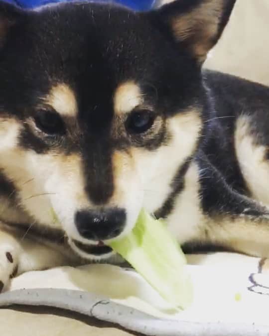 吾子のインスタグラム：「・ ・ アコうさぎ🐰🥬♥️ ・ 最近キャベツ🥬にハマってるわん💕 ・ ・ 咀嚼音ごめんなわん🐶💦✨ ・ ・ #くちゃくちゃ食べてもアコは怒られない #👴🏼は怒られるよ💦 #Sapporo ・ 北海道の柴犬 #柴北会 の皆ワン🐶💕早くみんなで安心してお散歩ができますように🐶👍🏻💕 ・ #adorable #instadog#shibainu#dog#instagramjapan#instashiba#kuroshiba #kuroshiba#socute #cutedog#いぬのきもち #黒柴 #dogstagram_japan」