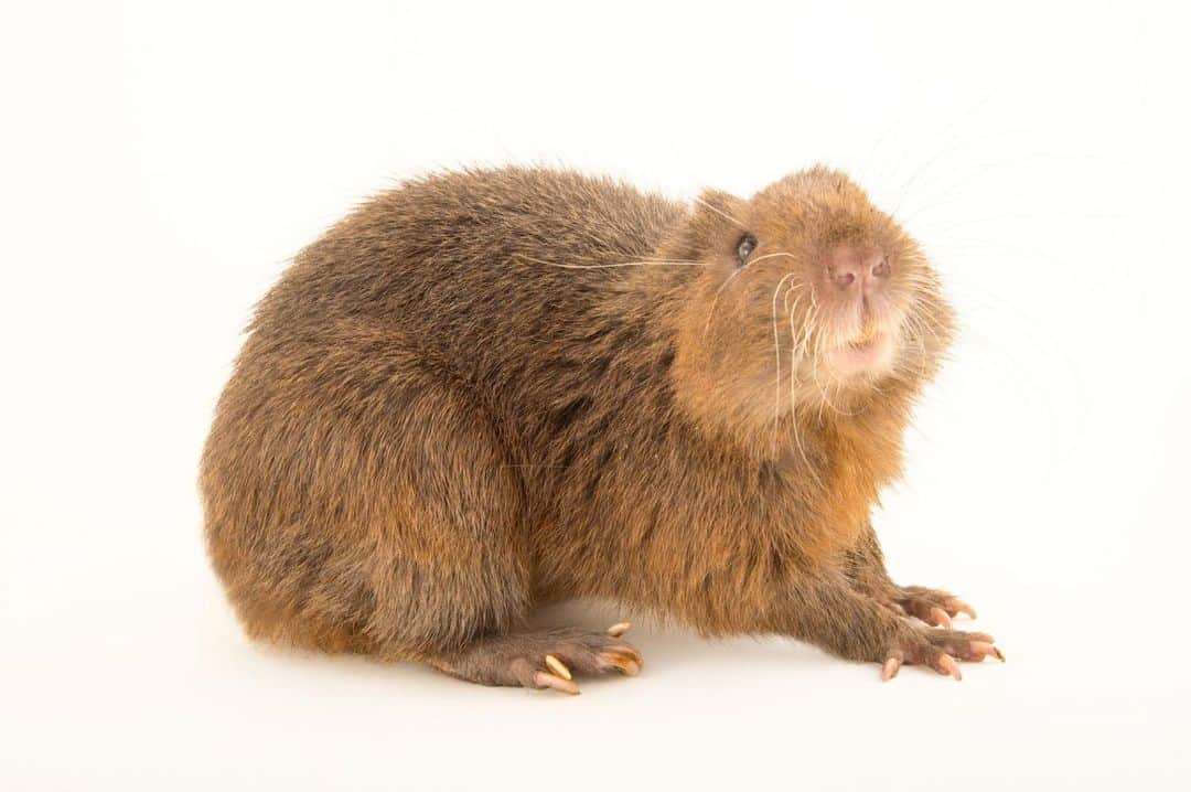 Joel Sartoreさんのインスタグラム写真 - (Joel SartoreInstagram)「The Hispaniolan hutia is the only living member of its genus Plagiodontia. Found on the islands of the West Indies, this critter faces many threats, including persecution as a pest, predation by invasive species, habitat loss, and being hunted by humans as a food source. One of only two remaining endemic land mammals on the island of Hispaniola, conservationists are racing the clock to learn as much as they can about the hutia in order to develop strategies to save this unique species from extinction. Photo taken @zoodomrd. #hutia #hispaniola #cute #mammal #rodent #endangered #PhotoArk #savetogether」2月26日 21時48分 - joelsartore