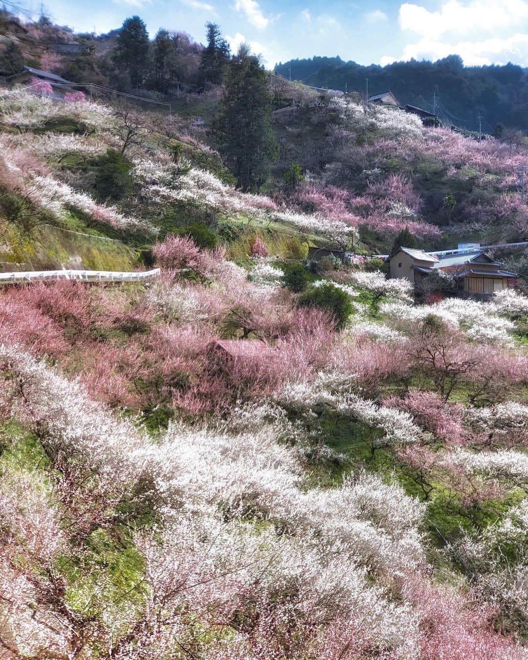 Koichiのインスタグラム：「Dyed in spring color🤍💗  #Hellofrom #japan #Nata #賀名生梅林 #奈良  #BeautifulJapan #ShotOniPhone  花粉とともに春がやってきました🤧 ティッシュの消費量が半端ないです。 .」