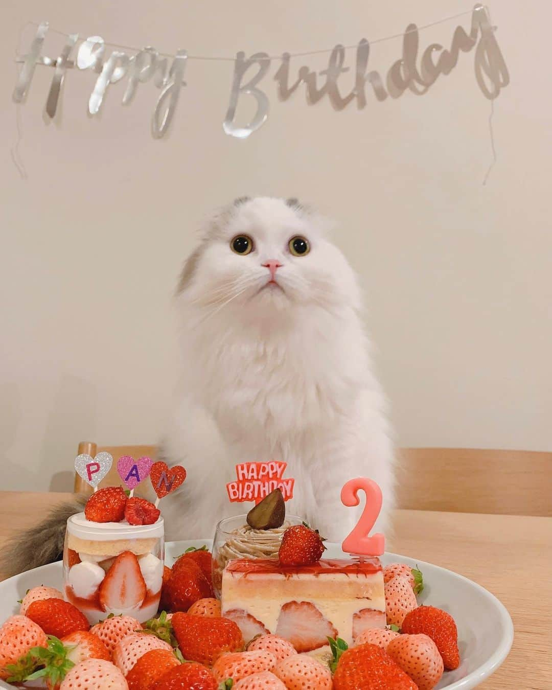 のんたのインスタグラム：「ぱんちゃんが2歳になりました🎂 かわいいケーキと苺でお祝い🍓🥂  いつも優しくて、慈悲深い性格のぱんちゃん まだまだ赤ちゃんなのにぽるくんの面倒をみてくれて 去年の秋からずっと忙しかった私をたくさん助けてくれました。 ぽるくんが大きくなり、ちーママは卒業しつつありますが 相変わらず弟のトイレ後を片付けたり、グルーミングしてあげたりしています。  ⑤ベビぱん🍼生後2ヶ月のころ」