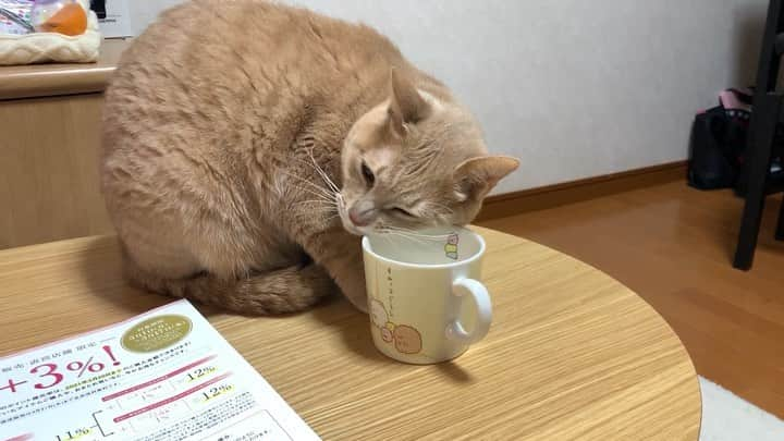 ひのき猫のインスタグラム