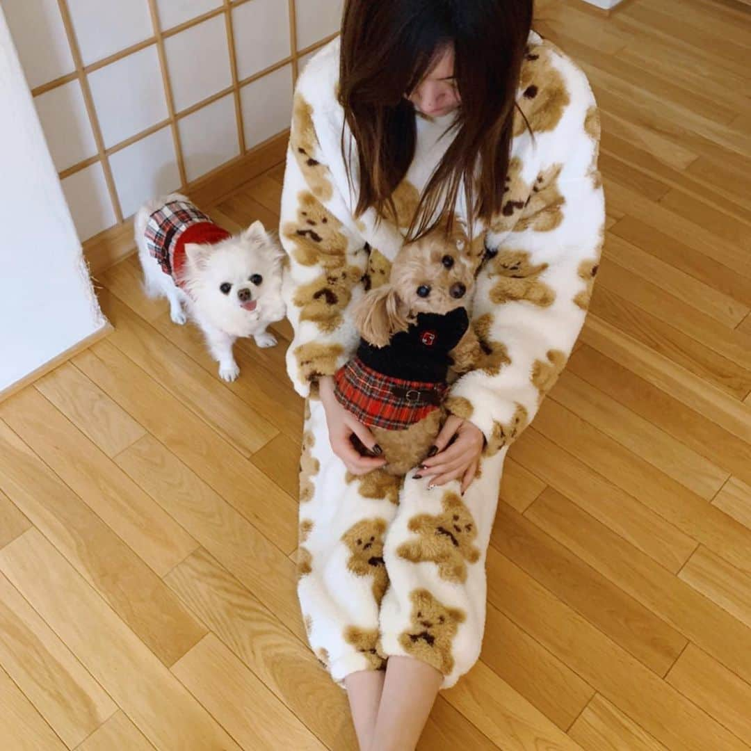 木原万莉子さんのインスタグラム写真 - (木原万莉子Instagram)「寝起きの癒し🥱💭💭 ・ ▷▷▷swipe ・ ・ #dog#dogs#プードルとチワワ#プードル#チワワ」2月26日 22時17分 - mariko94skater