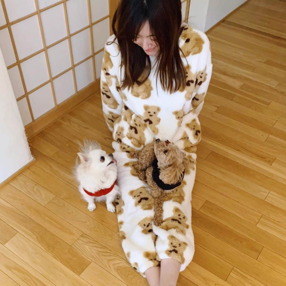 木原万莉子さんのインスタグラム写真 - (木原万莉子Instagram)「寝起きの癒し🥱💭💭 ・ ▷▷▷swipe ・ ・ #dog#dogs#プードルとチワワ#プードル#チワワ」2月26日 22時17分 - mariko94skater