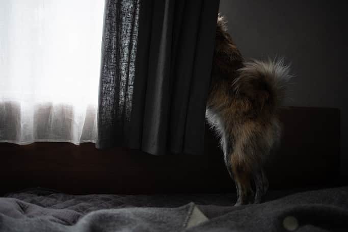 Naomiのインスタグラム：「庭に来る鳥に吠えてます🐕」