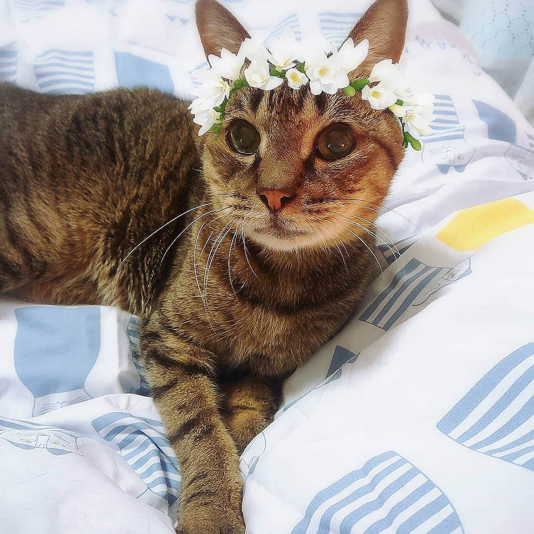 片山愁のインスタグラム：「#ねこすたぐらむ #ねこ #猫 #cat」