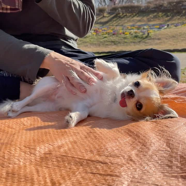 ちまのインスタグラム：「Don't stop it🐶👋🏼🧡  この前の初夏みたいな日のピクニック🐾  久々に思いっきり#ちまダッシュ でストレス解消💨 と思いきやずっとコロコロしてた😅  #chima #ちま #チワワ #chihuahua #ชิวาวา #ふわもこ部 #PECOいぬ部 #sniffandbarkens #WeeklyFluff #cutepetclub #doggy_lovings #dogs #dogsofbark #chihuahuaaddict #bestviideo #picnic #sleepydog #sleepingdog」