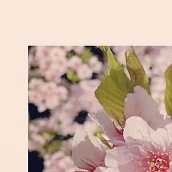 島袋美由利のインスタグラム：「. . グリッド投稿完成ーーーーー！ 出来てるかな？！ 桜かな？梅かな？桃かな？  今日は金曜日らしいですね。 一週間お疲れ様でした！ やすめる方はゆっくりおやすみください。 やることがある方はファイトです！やすめるときにやすんでね。  いつも曜日感覚がないから たまには曜日感覚のある島袋の姿も見せていきたいね。 多分だけど明日は土曜です」