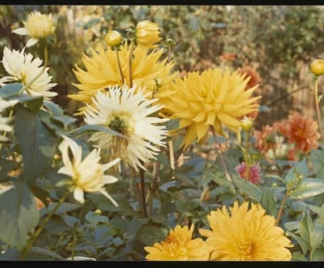 テート・ギャラリーさんのインスタグラム写真 - (テート・ギャラリーInstagram)「This sunshine has us dreaming of blue skies, spring's blooms and summer's adventures. ☀️🌼☁️  ​David Inshaw, The Badminton Game 1972–3 Henry Wessel, Incidents 001 2012 ​Winifred Nicholson, Sandpipers, Alnmouth 1933 ​Errol Sawyer, Untitled, London 1997 Dame Laura Knight, Spring 1916–20 Willy Ronis, Gaston Berlemont’s pub, The French House, Soho, London 1955 ​Marie-Louise Von Motesiczky, Photograph of some yellow dahlias in the garden at Chesterford Gardens, Hampstead November 1975, Tate Archive ​Tracey Emin, Monument Valley (Grand Scale) 1995–7 ​Dorothy Bohm St Pancras Church Gardens c.1960 ​Nigel Henderson, Photograph showing people sunbathing in a public park [c.1949–c.1956]」2月26日 22時47分 - tate