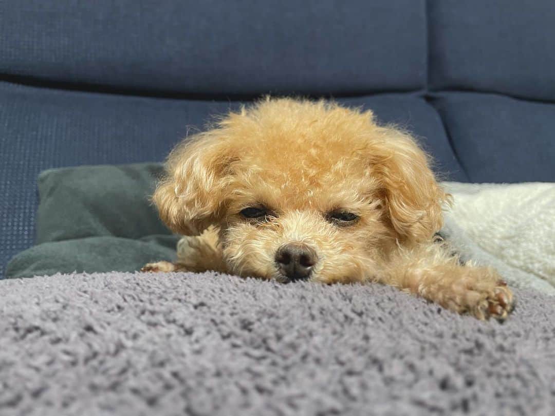 ふわのインスタグラム：「#toypoodle#toypoodlegram#dogsofinstagram#instadog#doglover#doglife#dog#fuwamama#ふわもこのふわ#ふわ#トイプードル#ふわもこ部#犬バカ部#親バカ部#犬のいる暮らし#いぬすたぐらむ#目がおもっ#おやすみなさい」