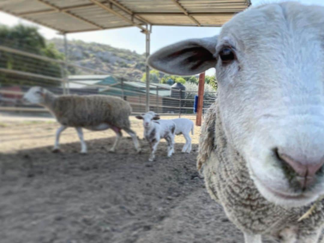 ケリスのインスタグラム：「Good Morning!! #farmraised #beyondorganic」