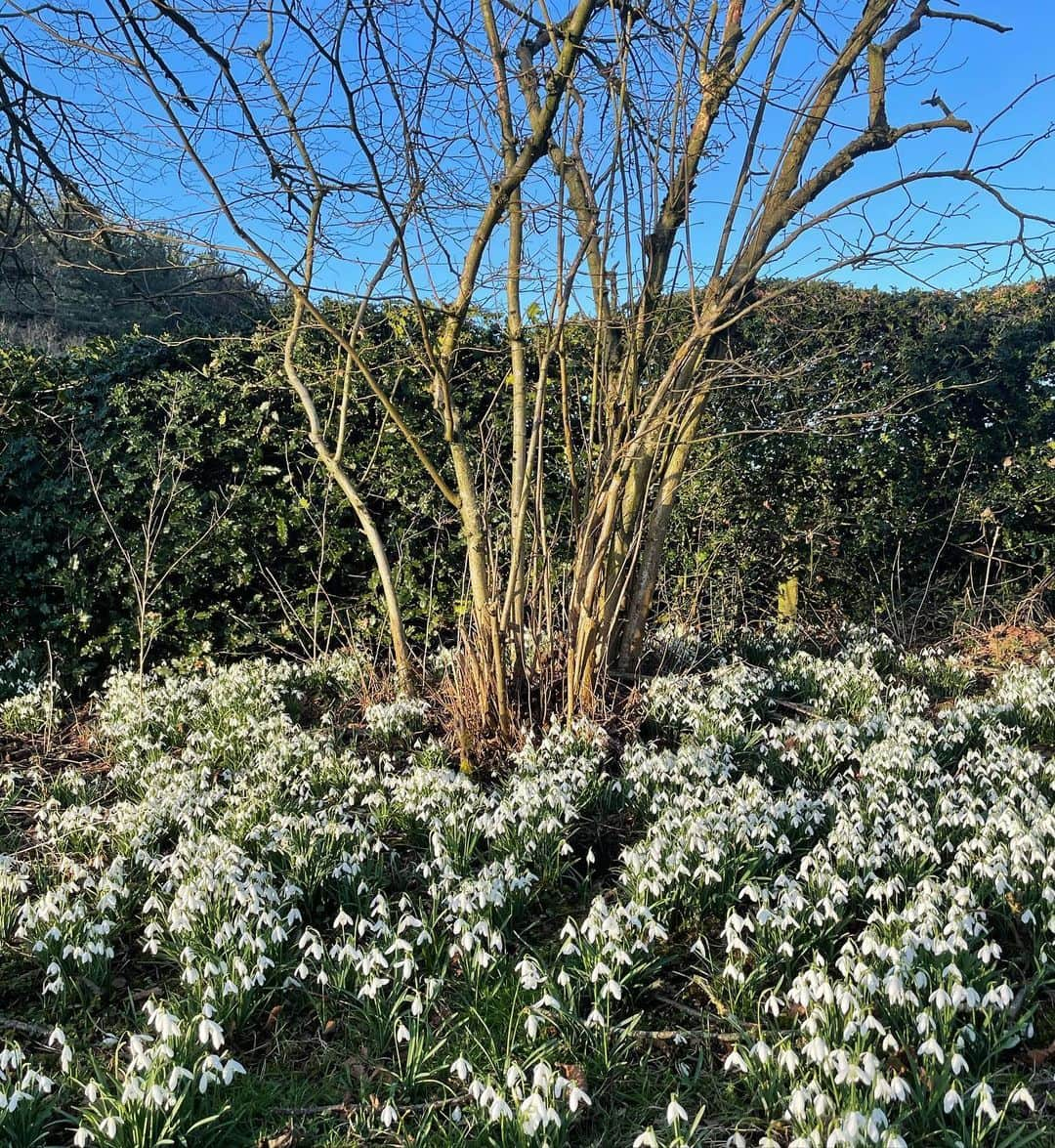 Elizabeth Jane Bishopさんのインスタグラム写真 - (Elizabeth Jane BishopInstagram)「#AD Although the last 12 months have been strange, they’ve taught me to slow down and appreciate the small things 🌸 I’m optimistic that spring is just around the corner and found these tiny (!!) flowers on my walk that really made me smile #myBLOSSOMstory #olympeapacorabanne @pacorabanne」2月26日 23時14分 - elizabethjanebishop