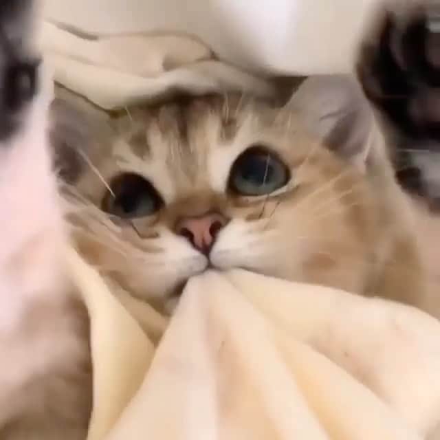 Cute Pets Dogs Catsのインスタグラム