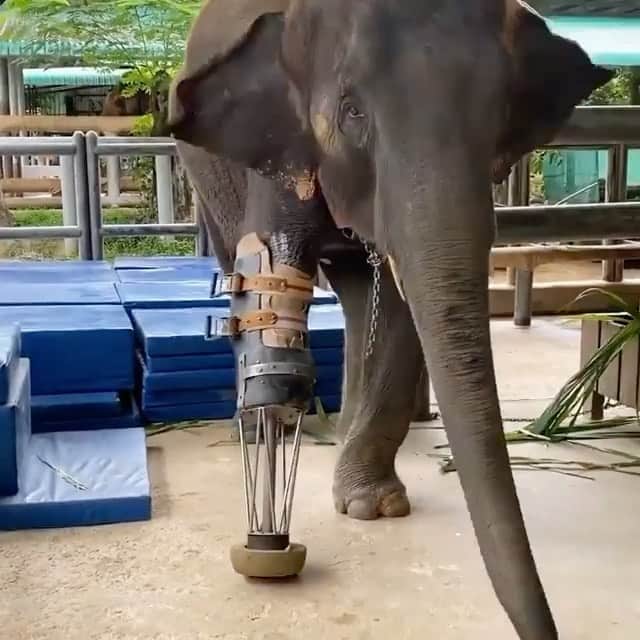 animalsのインスタグラム：「How Beautiful is this story? 🐘🥺  A day in the life of amputee Mosha at the world’s first hospital for elephants, the Friends of the Asian Elephant Foundation in Thailand.⁣ ⁣ Mosha was only 7 months old when she arrived at the FAE and had lost her front leg to a landmine on Thailand’s border with Myanmar. She was attempting to compensate without the use of her limb by raising her trunk and leaning on other structures for support, but it was obvious that this would become increasingly difficult as she grew.⁣ ⁣ When looking for a solution to Mosha’s problem, there were a few things that needed to be taken into account. Firstly, Asian elephants can live well beyond 40 years in the wild, and Mosha was just at the start of her young life. Additionally, while euthanasia for such an injury may be considered as an option in many places around the world, in Thailand where a large percentage of the population follows Buddhism, it is not so readily discussed or practiced. ⁣ So, with assistance from orthopaedic surgeon Doctor Jivacate, the team at the FAE decided to design and build a prosthetic leg to support Mosha throughout her life, with the first version of this leg weighing 15 kilograms and being made from a combination of plastic, sawdust and metal.⁣  Since that time, Mosha has received no fewer than ten prosthetic legs, the design adjusted and improved each time to support her needs as she grows. Today the prosthesis has evolved into a more sophisticated version of the first – as you can see here! – and is now constructed from an individual mold using thermoplastic, steel and elastomer.⁣  Video & caption by: @jungle_doctor」