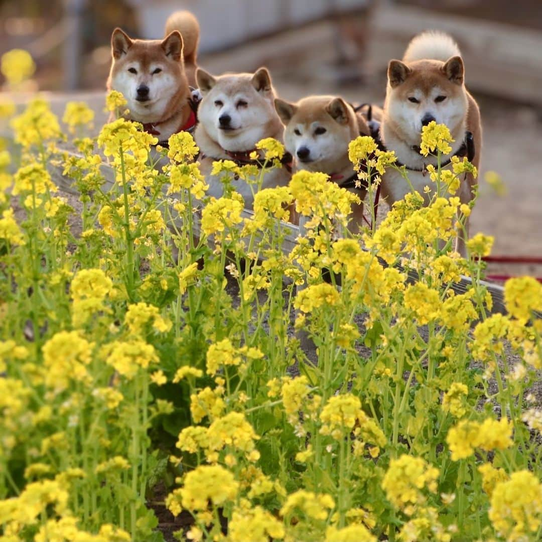 linnmamaさんのインスタグラム写真 - (linnmamaInstagram)「佐布里の菜の花💛〜①②梅も綺麗だったけど、菜の花も良かったよ💕 ＊ ＊  #柴犬#dog#柴犬凜の勇気凜々everyday#shibastagram#stayhome #花活 #写活 #菜の花#佐布里緑と花のふれあい公園」2月26日 23時25分 - linnmama