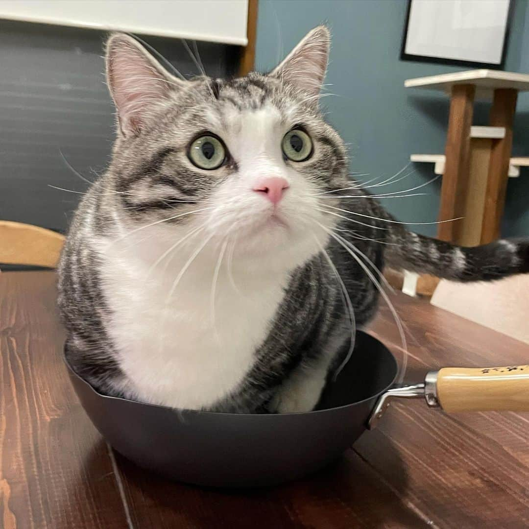 kamunaさんのインスタグラム写真 - (kamunaInstagram)「フライパンチクリン🍳 28センチの中華鍋に入りきらないフライパンチクリン  #cat #catsofInstagram #ねこ #munchkin #パンチクリン健太 #多頭飼い #マンチカン #猫のいる生活 #猫好きさんとつながりたい #pecotv #cat#scottishfold #munchkin #多頭飼い#catsofinstagram #猫好きさんとつながりたい  #猫好き #スコティッシュフォールド#マンチカン短足 #catofweek #kedilerin_sevimli_halleri #kitties #bestmeow #for.every.catA #hachiwarebroモデル #ペットとずっと #catloversclub #thedailykitten #meowed」2月26日 23時37分 - tansoku_love