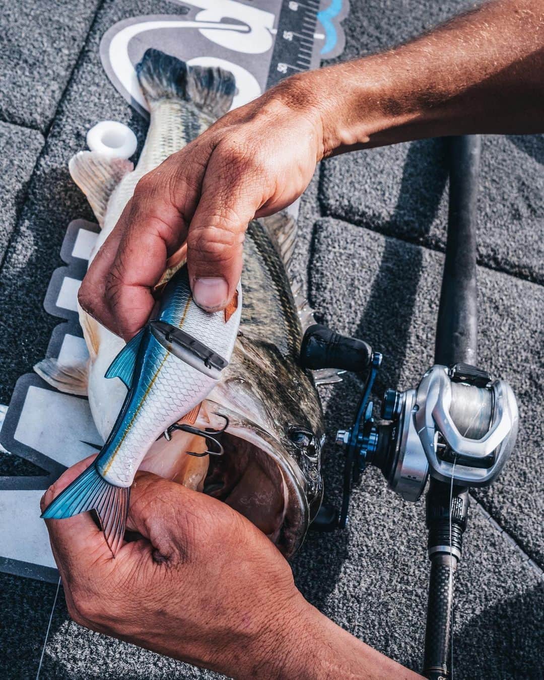 シマノ｜Fishingのインスタグラム：「You know what they say about big baits...  #FishShimano #ShimanoTranx #Tranx300 #BassFishing 📸: @carljocumsen」