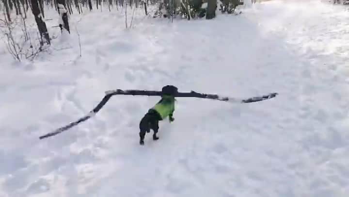 DogsOf Instagramのインスタグラム：「“Big stick energy” — @gustavtheweirdo   Happy Friday everyone! 🎉  #dogsofinstagram #bigstickenergy #bigstick #dogswithbigsticks」