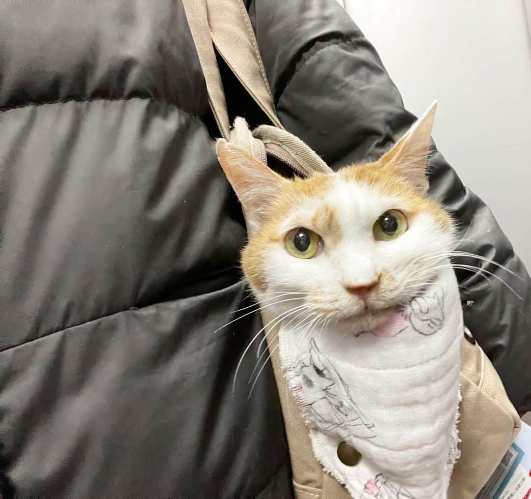 のインスタグラム：「《イオちゃん日記》  ママ、ワタシの写真撮るの上手ね。ワタシの左のほっぺ、もうニャロメくらい腫れてるんだけど、ママは「きれいなイオちゃんしか撮らないわよ。」って言うの。  おんなの子だから、どんなときもきれいに見せるのは大切なんですって。  それにしても人間って往生際が悪いわよね。よけいな死の概念を持ってるって大変よ。怖がったり、哀しんだり大騒ぎ。  ワタシたちは水のように受け入れるだけ。そこにあるのは、生をまっとうした喜びと、永遠のやすらぎだけだもん。  でもママ、じたばたしてくれてありがとう♡  ところでこの猫村さんのエプロン、かわいいでしょ？  #猫沢イオ　#イオの扁平上皮ガン日記」