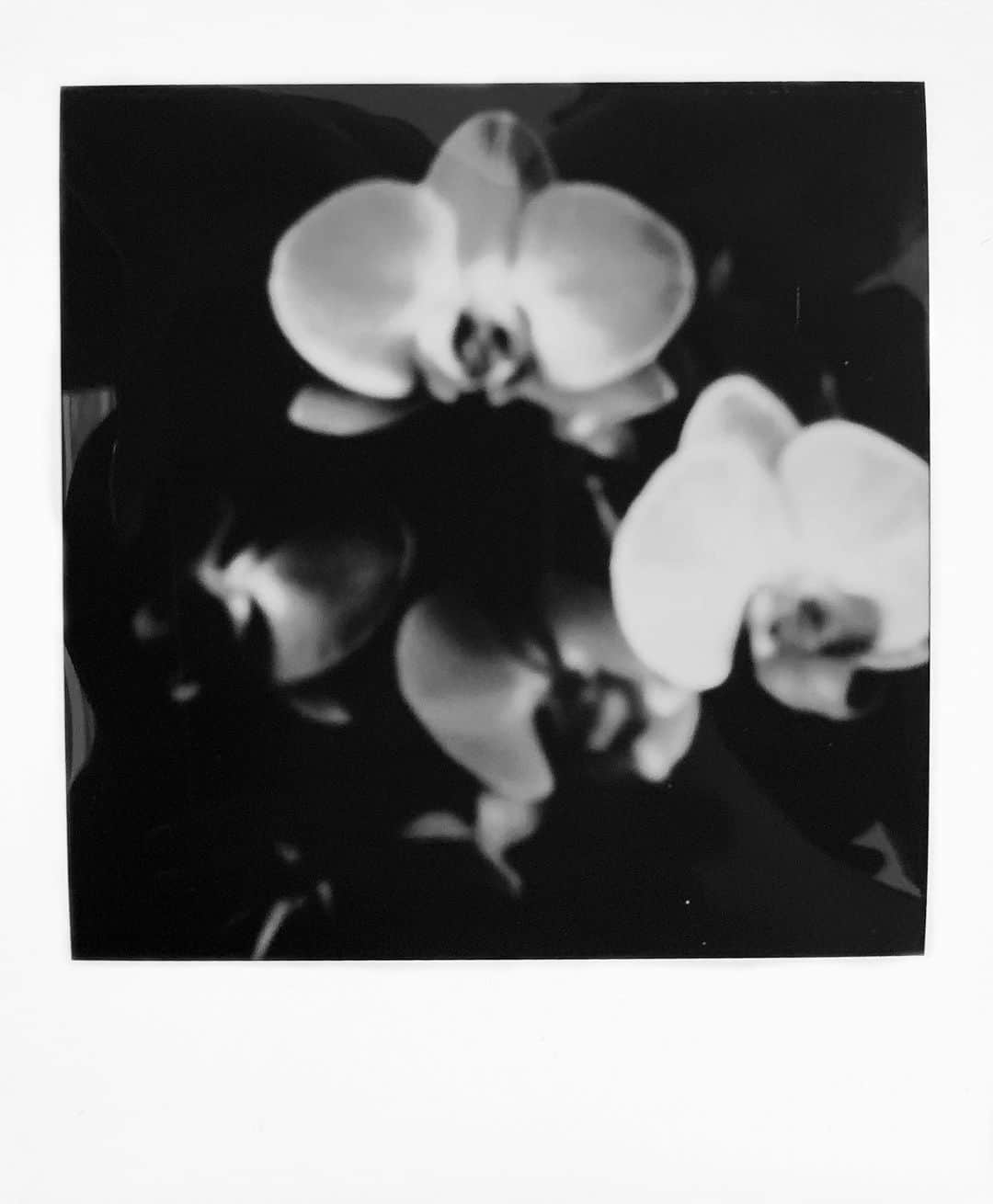 AnOther Magazineさんのインスタグラム写真 - (AnOther MagazineInstagram)「A series of intimate Polaroids taken during lockdown, by @kristinashakht⁠⁠ ⁠⁠ Kristina Shakht shares the healing story behind her photo essay Emmi and the Orchids – a “comforting” study of the female body captured from her Brooklyn bedroom. “I want this photo essay to be a work of love and give a feeling of safe space, the feeling that you get when you look at fluffy clouds or walk barefoot on the grass,” says Shakht. “Comforting, new and clean.” Link in bio 📲⁠⁠⁠ ⁠⁠ 📸  is Emmi and the Orchids, photography by @kristinashakht, model @emmishockley」2月26日 23時48分 - anothermagazine