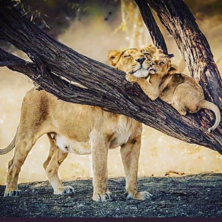 リッキー・ジャーヴェイスのインスタグラム：「Imagine being such a useless cunt that you pay good money to shoot these beautiful creatures. #FuckCannedHunting」