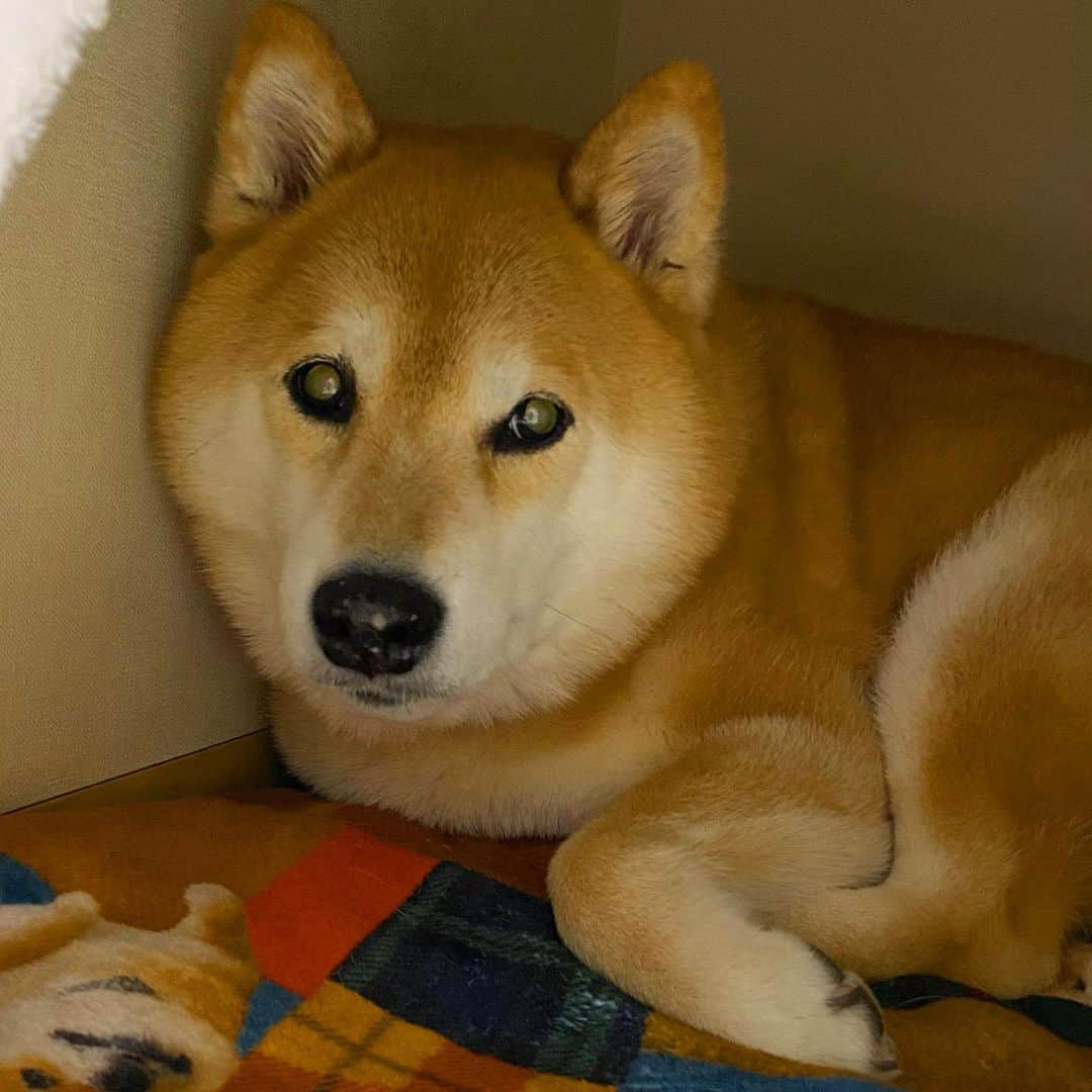 まる（まるたろう）のインスタグラム：「Good night!✨🐶💤✨今日はワンルームで寝よっかな〜 #なんだかんだ自分のお家って落ち着くのよね #どこに何があるかわかってるし #匂いとかさ #魅惑のワンルーム」
