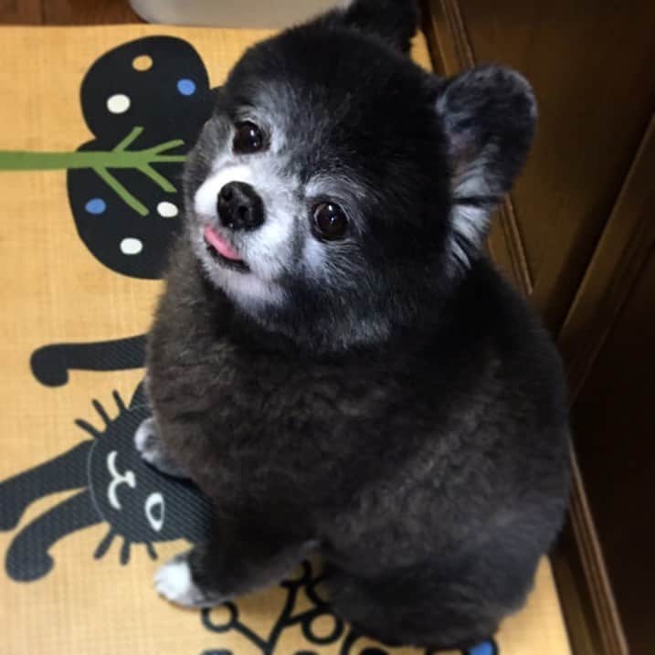 藤原ゆかのインスタグラム：「ぬいぐるみ感🧸 #pomeranian #pomestagram #黒ポメ」