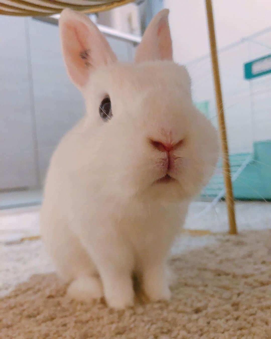 Miss Hunnyのインスタグラム：「元宵？ 係咪即係有士多啤梨🍓食嘅日子？」