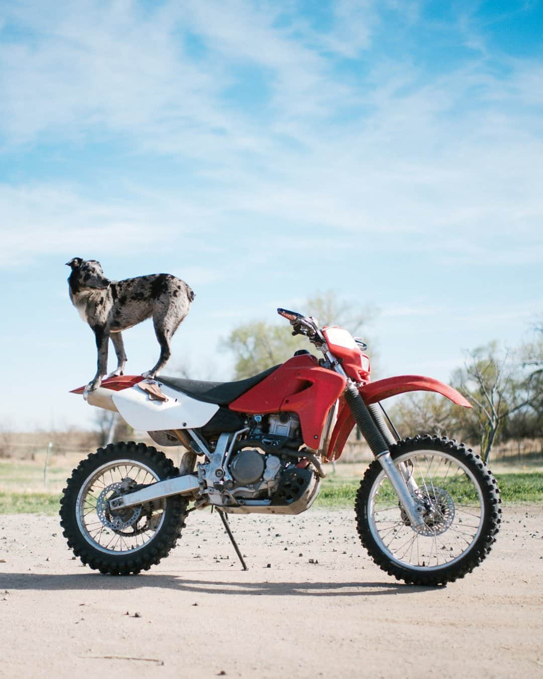 National Geographic Travelさんのインスタグラム写真 - (National Geographic TravelInstagram)「Photo by @max.lowe / With the agility of circus performers, the dogs of the Chico Basin Ranch jump, balance, and ride on just about everything they see their owners on. Here, Tic waits with an expectant gaze while balancing on the back of his cowboy Jake's dirt bike, ready to hit the dusty trail. To see more from my work in the West, follow @max.lowe.」2月27日 0時37分 - natgeotravel