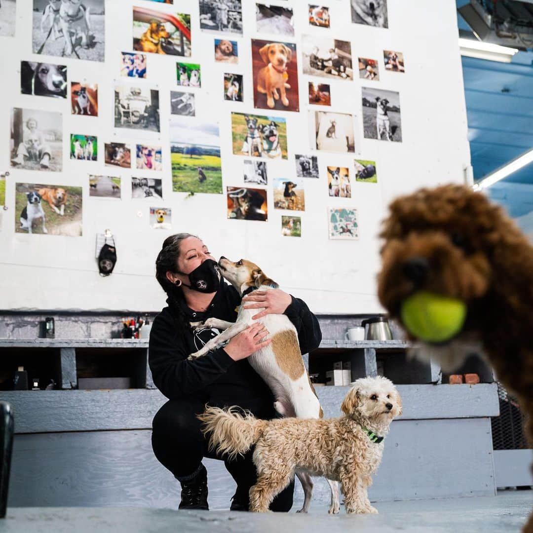 The Dogistさんのインスタグラム写真 - (The DogistInstagram)「Dogs of the Acme Dog Run, Gowanus, BK, NY @acmedogrun • ”I’ve worked in dog daycares for 12 years now, and we opened Acme last year. We had to close for a while because of COVID, but once everyone got over the novelty of having their dog at home with them all day, they started coming back. The dream for Acme was for it to be a social thing – we have a jukebox and a coffee bar – but then the most anti-social thing happened. The plan was to host events and be a place for people to come and hang out and chat, and hopefully we can do that again when it’s safe to have more people in here. We now host the @heartsandbonesrescue foster transports, and it’s the best thing ever. The van pulls up, and 40 dogs from Texas get out and get to go home with their foster parents. It’s really heartwarming to watch dogs come out of their shell and learn how to be a dog.” #AllInNYC #NYCStrong」2月27日 0時52分 - thedogist