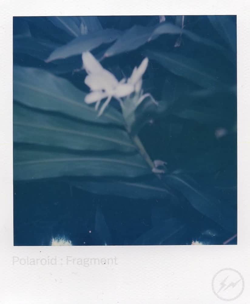 のインスタグラム：「安森的野薑花，像天使的翅膀。 #polaroid」