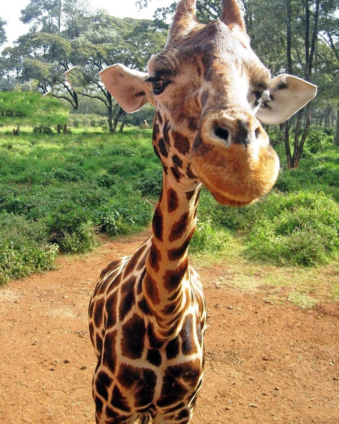 Baby Animalsのインスタグラム：「Baby giraffe! Caption this face 😂」