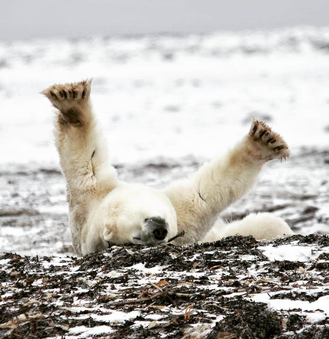Explore Canadaのインスタグラム：「Hands up if you love polar bears!⁠ ⁠ It's #InternationalPolarBearDay tomorrow, so we're celebrating with a few fun facts about these majestic creatures:⁠ ⁠ ❄️ Polar bears are quick on their feet, and they're incredibly strong swimmers too. They can reach speeds of up to 40km per hour (25mph) on land, and 10km per hour (6mph) in water.⁠ 🐻 Canada is home to 60% of the world' polar bears!⁠ ❄️ Polar bears are actually black, not white. Their skin is black, and their fur is hollow and colourless, which reflects light and traps the sun’s heat to help keep them warm.⁠ ⁠ Have you been lucky enough to see polar bears in Canada?⁠ ⁠ *Know before you go! Check the most up-to-date travel restrictions and border closures before planning your trip and if you're travelling in Canada, download the COVID Alert app to your mobile device.*⁠ ⁠ 📷: @daxjustin⁠ 📍: @travelmanitoba⁠ ⁠ #ExploreMB」