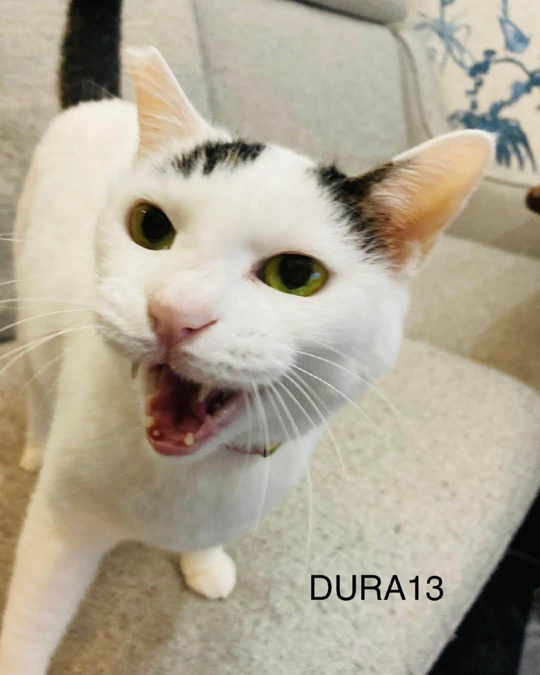 Siznaのインスタグラム：「#dura #cat #づら #猫 #sizna #雑種 #元地域猫 #ヅラ #ヅラ猫 #ヅラ猫部 #にゃんスタグラム #猫変態を増やそうの会 #happybirthday #づら13」