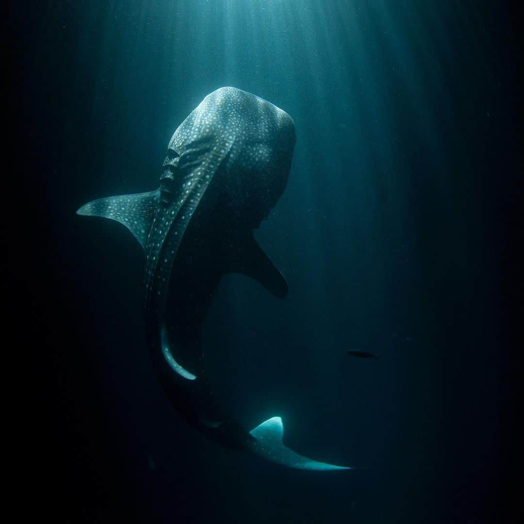 Thomas Peschakのインスタグラム：「Sometimes magic simply happens and all I have to do is press the shutter... Actually that almost NEVER happens !!! Often the simpler a shot looks the more complex its inception, which is the case for these nighttime whale shark photographs. First the location; Djibouti, sandwiched between Somalia and Eritrea is not really on the beaten path (4 flights) and photographing there was a bit complicated at the time due to active military operations to counter piracy and terrorism. What looks like a simple natural moonlight underwater image,  is in fact the result of using a hulking big movie light hung just above the ocean’s surface off the back of a Dhow. The natural light from the moon was simply not powerful enough to illuminate the whale sharks, no matter how high I pushed the ISO setting on my camera. Then there was the waiting... over two weeks I probably spent more than 24 hours drifting in the ocean in near darkness waiting for whale sharks to swim through the beam of light... but eventually they did exactly that. @saveourseasfoundation  @natgeo #djibouti #africa #ocean #sharks #nightscape」
