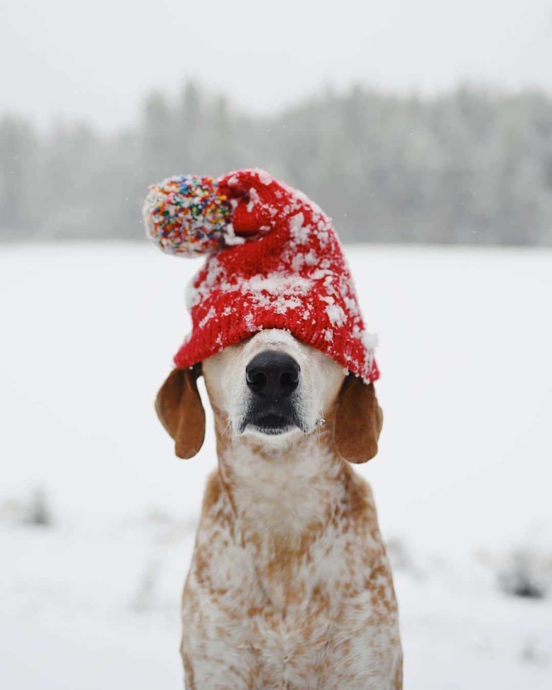 マディのインスタグラム：「Yearly winter hat portrait ❄️ past 2 years images included for funs」