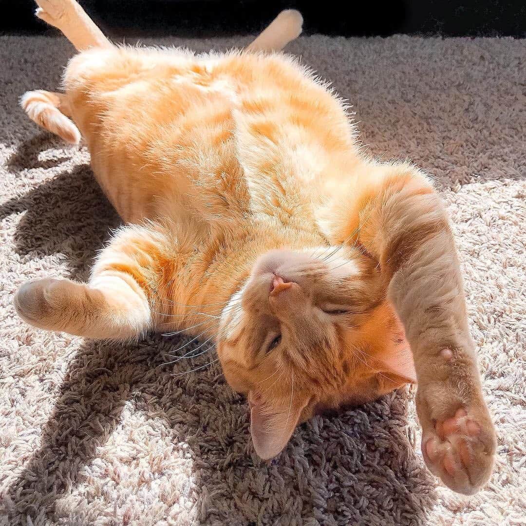 The Cats Of Instagramのインスタグラム：「#Repost • @ginger_boss_cat Life’s a beach...when you’re a house cat. Happy Friday, furriends!   ☀️🧡☀️🧡☀️🧡☀️」