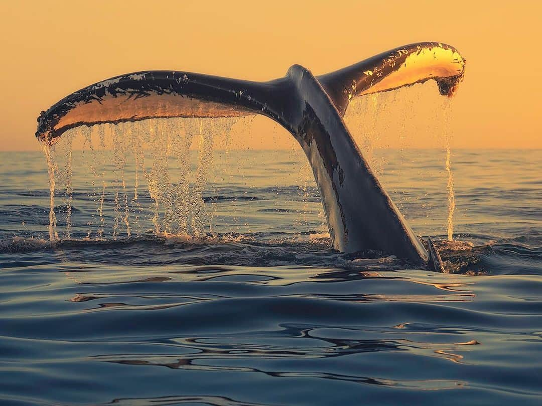 Chase Dekker Wild-Life Imagesさんのインスタグラム写真 - (Chase Dekker Wild-Life ImagesInstagram)「Glassy seas, a vibrant sunset, and a friendly humpback whale always make for an incredible evening. Meanwhile, back in Monterey.....we’ve been experiencing some rough seas with a steep swell and strong winds. It’s always a bummer when you can’t be out on the water (sorry to all our passengers!), but this weather is actually important. Here along the coast, we rely on the rough weather to drive the upwelling that help set up the feeding frenzy that will last for most of the year. However, until those winds die down, I’ll continue thinking about these calm evenings with @newportcoastaladventure   #naturephotography #whales #nature #animal #earthpix #teamcanon #oceana #dolphin #oceanlife #pacificocean #natgeoyourshot #animalphotography #oceanlove #westcoast #madeofocean #ocean #discoverocean #natgeo #oceanphotography #wildlifephotography #tourtheocean #wildlife #wildlife_seekers #humpbackwhale #whalewatching #california #whale #oceanconservation #newportbeach」2月27日 1時37分 - chasedekkerphotography