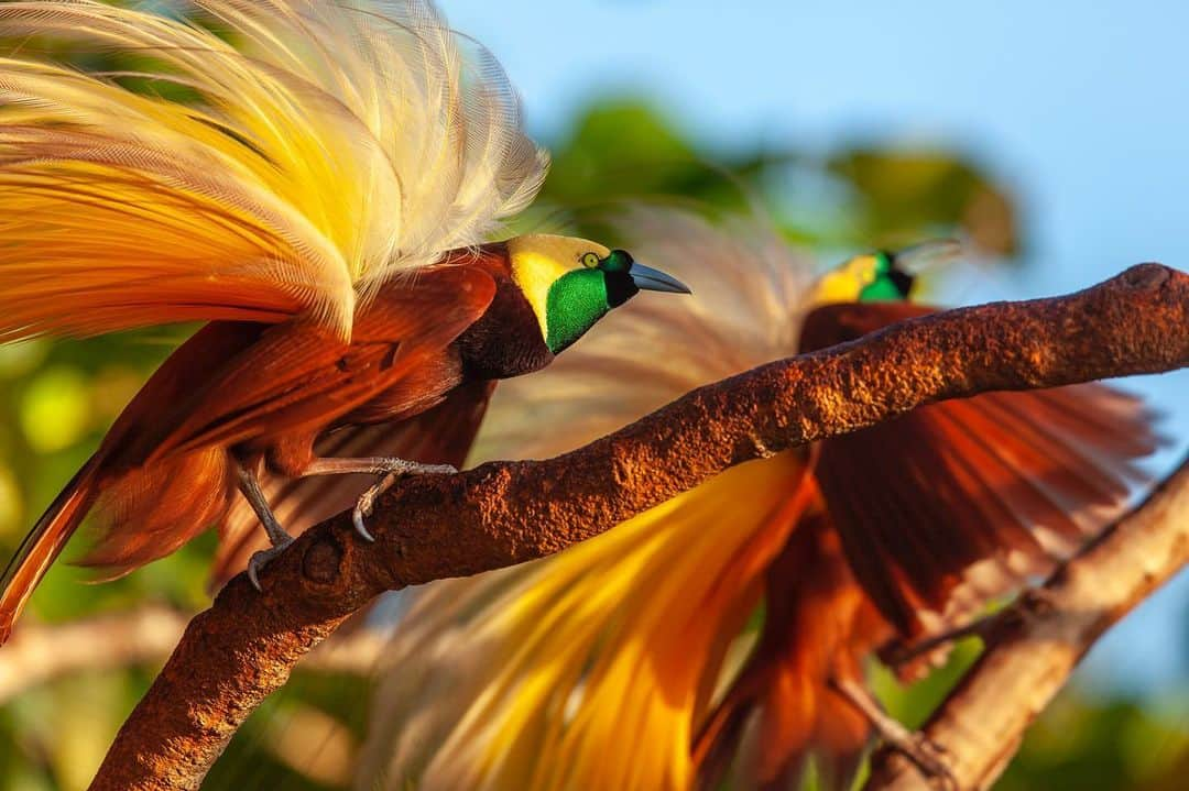 Tim Lamanのインスタグラム：「Photo by @TimLaman.  Hey Folks!  Three days left to enter and win my 8x10inch Red Bird-of-Paradise print in my Feb print giveaway.  Just go to the link in bio and hit the Newsletter Signup to see the print you can win!  If you already subscribe, don’t worry, you are already entered. - Meanwhile, thought you would enjoy one of my favorite Greater Bird-of-Paradise images called “Plumes of Paradise” to brighten up your Friday.  The two males in this image are displaying in synchrony at their tree-top display site, known as a lek.  Though one is dominant and will get to mate with most of the females, the second male still increases his chances by cooperating.  At least that’s the theory!  - This one-of-a-kind image is part of my Limited Edition print collection in 48 inch and 60 inch sizes, and is also available as an open edition print in smaller sizes.  Just visit my gallery at link in bio to see your options or go to www.timlamanfineart.com - #birdsofparadise #greaterbirdofparadise #birds #birdphotography #nature #Indonesia #fineartfriday #fineartphotography」