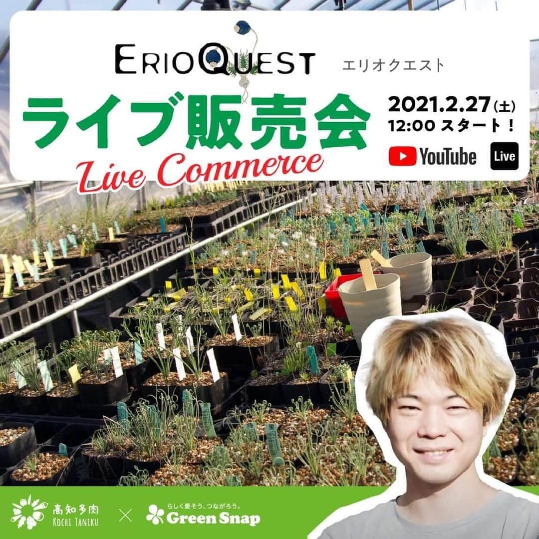 みどりで、つながる GreenSnapさんのインスタグラム写真 - (みどりで、つながる GreenSnapInstagram)「GreenSnapSTORE 初のライブ販売会を行います📹✨  高知多肉とケープバルブの生産をしている、エリオクエストさんと一緒にYouTubeライブを使い、実際に作っている生産場所から商品紹介をしていき、そのページから直接購入もできます👏🏻  当日は購入者に、サプライズプレゼントがあるかも？！😍  日時: 本日  2/27(土) 12:45 〜 ※30分程度予定  URL:https://greensnap.co.jp/collections/livecommerce2021  ぜひ、新しい購入体験をしてみてください🌈  #greensnap  #グリーンスナップ﻿ #greensnapstore #通販﻿ #花 #植物 #グリーン﻿ #高知多肉 #ケープバルブ #YouTube #エリオクエスト #観葉植物 #高知多肉 #多肉植物 #球根植物 #珍奇植物 #植物のある暮らし #花のある暮らし﻿ #staygreen﻿」2月27日 11時22分 - greensnap.jp