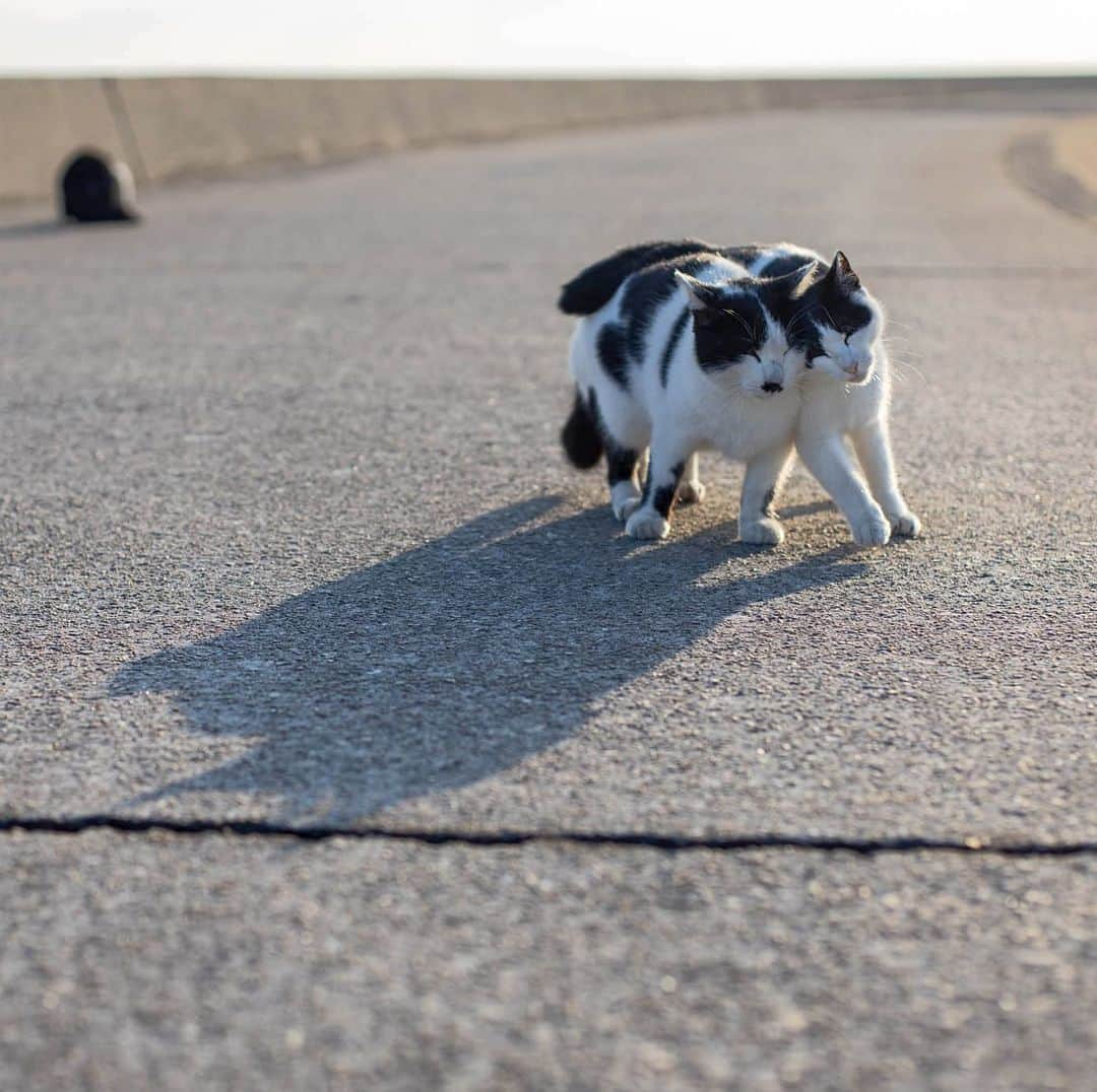 8282のインスタグラム：「押し合い ・ ・ ・ #僕らの居場所は言わにゃいで #カワイイだけが猫じゃない #cat#animal#gato #ねこ#猫#東京カメラ部 #IGersJP#nekoclub#NEKOくらぶ #catlover#catloversclub #写真撮ってる人と繋がりたい ・ ☆非演出のススメ☆」