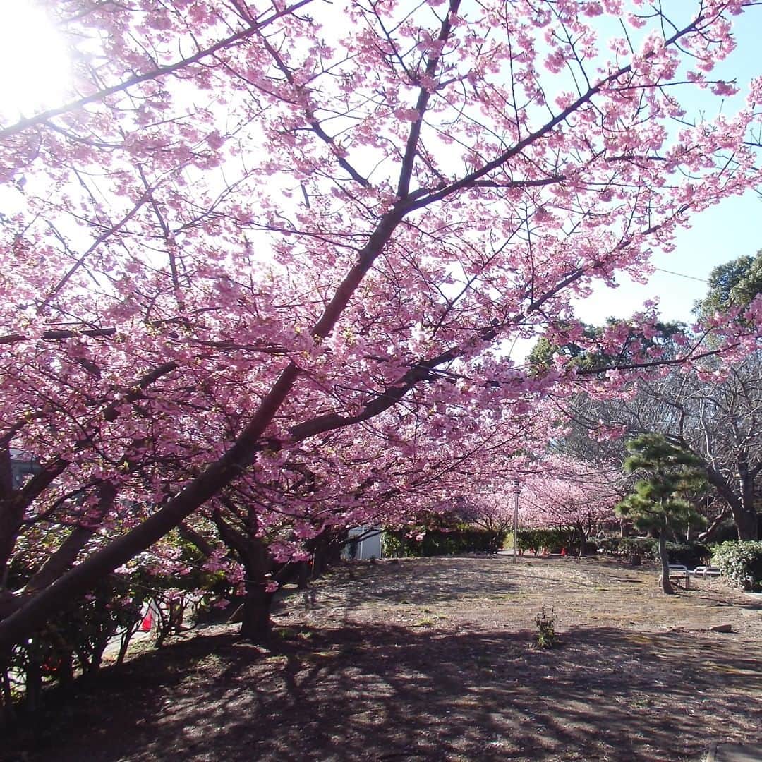 【公式】オーシャンリゾートホテル マホロバ・マインズ三浦さんのインスタグラム写真 - (【公式】オーシャンリゾートホテル マホロバ・マインズ三浦Instagram)「. 来年は桜の木の下で 宴会できるといいですね🌸  （花より団子の人の心の声）  （あっ、でももちろん 　河津桜を眺めながらの 　お散歩も大好きですよー！）  #桜まつり #kawazuzakura #河津桜 #桜 #お花見 #さくら #河津桜🌸 #桜が好き #開花状況 #花のある風景 #桜が好きな人と繋がりたい #gotoトラベル #花の写真館 #桜満開 #sakura #小松ヶ池 #京急線の旅 #みさきまぐろきっぷ #花の写真 #京急線 #桜の季節 #神奈川観光 #京急 #三浦 #マホロバ #三浦半島 #maholovaminds #マホロバマインズ #三浦海岸 #マホロバマインズ三浦」2月27日 12時00分 - maholova_minds_miura
