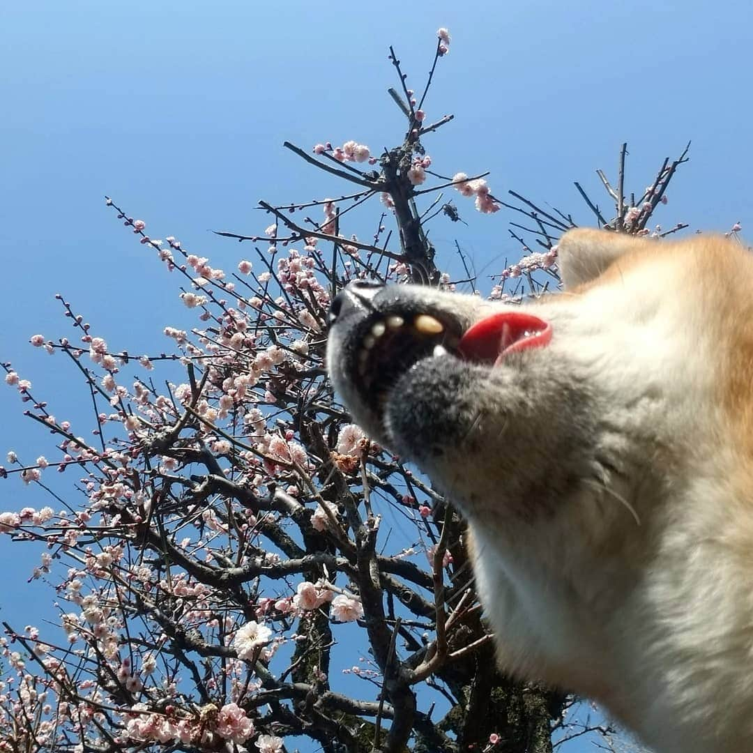 柴犬たま Shibainu Tamaさんのインスタグラム写真 - (柴犬たま Shibainu TamaInstagram)「梅の花が満開になったよ🌼 ﻿ Caption trans🇬🇧﻿ The plum blossoms are now in full bloom🌼 ﻿ #柴犬たま #たママ #たまーば #うめ #ウメ #梅 #梅の花 #花とたま #たま空シリーズ #ふわもこ #あご黒 #舌ぺろ #しっぽモフモフ #柴犬 #shiba #shibainu #shibastagram #犬 #dog」2月27日 12時12分 - tama7653