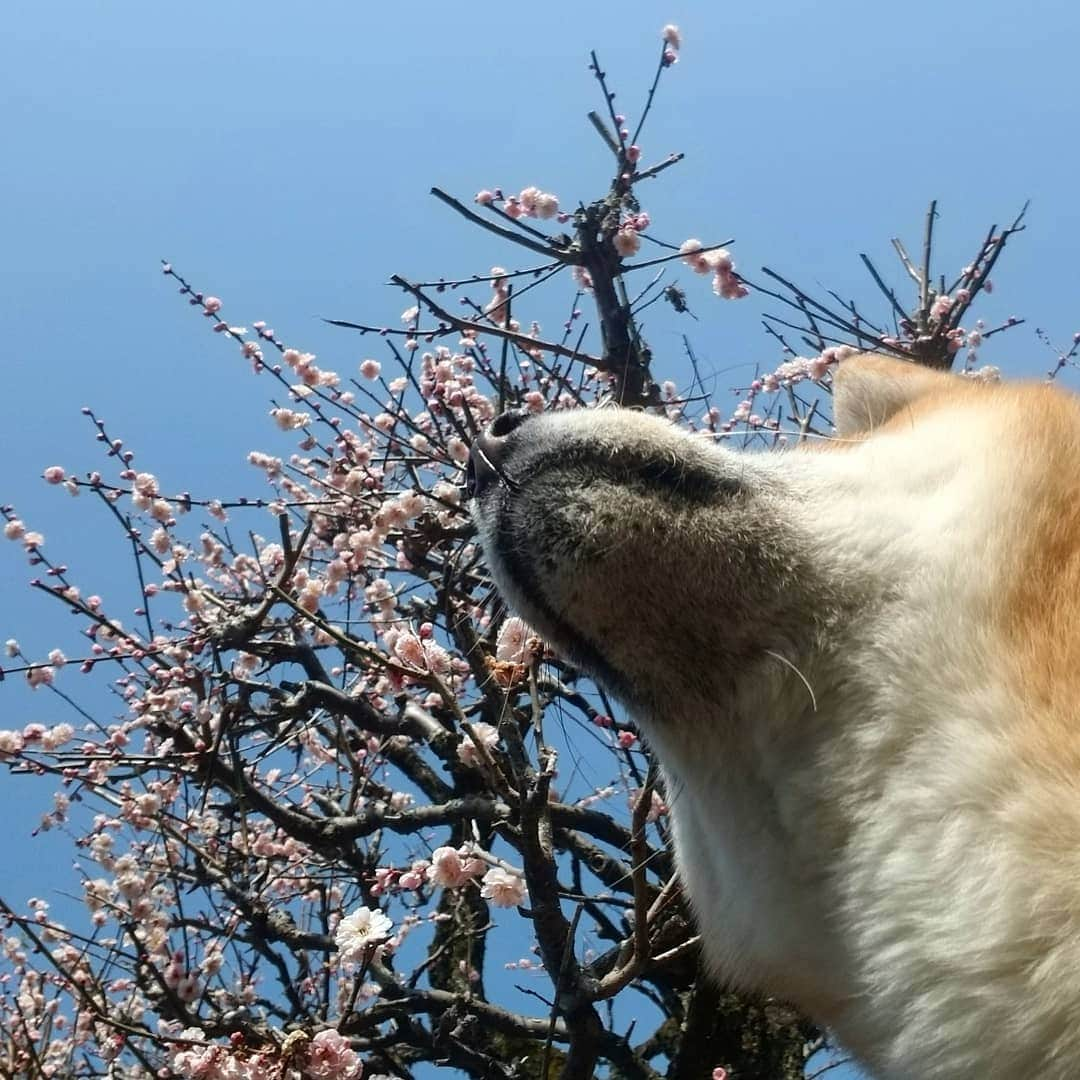 柴犬たま Shibainu Tamaのインスタグラム