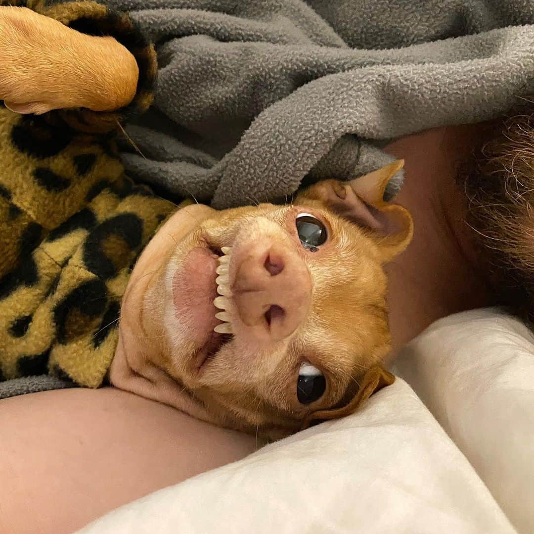 Tuna {breed:chiweenie} さんのインスタグラム写真 - (Tuna {breed:chiweenie} Instagram)「This one is all tucked in and ready for bed. His dad is already asleep but I’m too busy stalking them and their moment, and I think it’s making Tuna a little comfortable. Haha. See the next photo.」2月27日 12時25分 - tunameltsmyheart